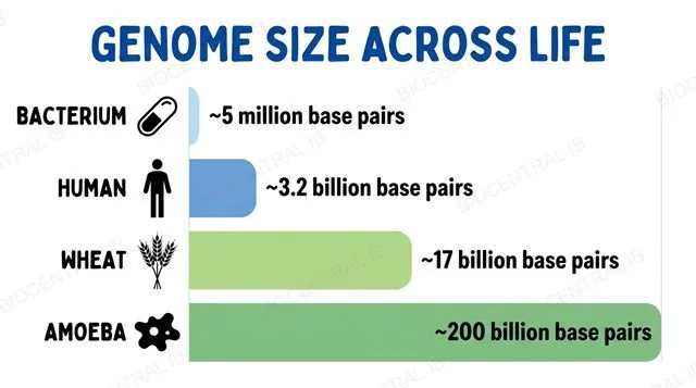 Bar chart comparing genome sizes in base pairs across bacterium, human, wheat and amoeba