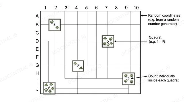 A flat diagram of a numbered and lettered grid over a field with five small quadrat frames placed at random coordinates, each containing a counted number of plant icons, labeled random coordinates and quadrat 1 square metre