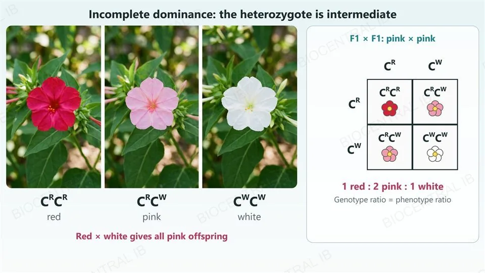 Three photographs of four o’clock flowers: a red flower labelled C R C R, a pink flower labelled C R C W and a white flower labelled C W C W. Text says red crossed with white gives all pink offspring. Right, a Punnett grid of pink by pink with gametes C R and C W giving one red, two pink and one white flower, a ratio of 1 red : 2 pink : 1 white where the genotype ratio equals the phenotype ratio.