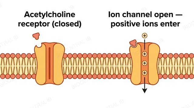 Before and after panels of the acetylcholine receptor: closed channel with ligand outside, then ligand docked with the channel open and three positive ions flowing in through a single-direction arrow