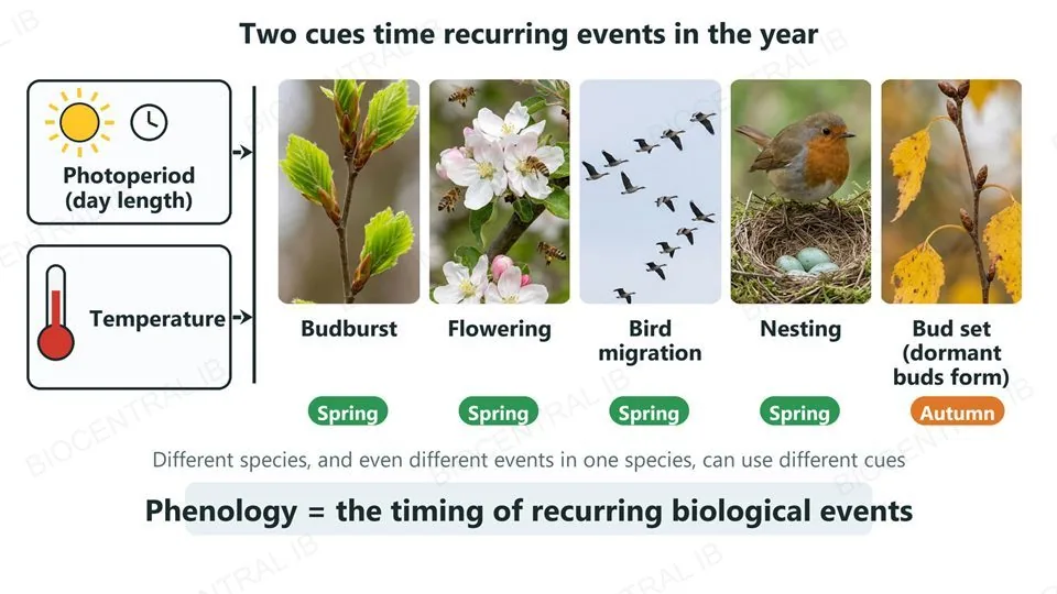 Two cues, photoperiod (day length) and temperature, point to five photographed recurring events: budburst, flowering, bird migration and nesting (all in spring) and bud set (in autumn)