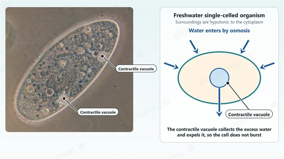 A real micrograph of a Paramecium with two labelled contractile vacuoles, beside a diagram of a freshwater single-celled organism with blue arrows showing water entering by osmosis and a blue arrow carrying water out from the contractile vacuole.