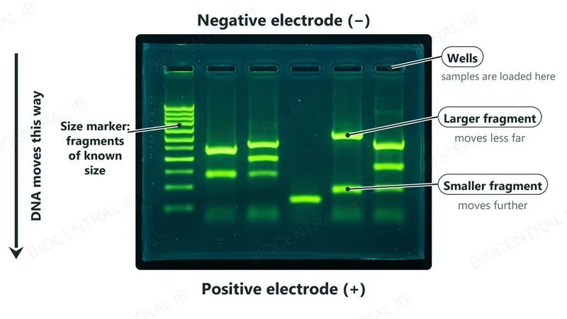 A photograph of an agarose gel under ultraviolet light with a lane of size-marker fragments and sample lanes; the negative electrode is at the top with the wells, the positive electrode at the bottom, and DNA moves down toward it, with larger fragments moving less far than smaller ones