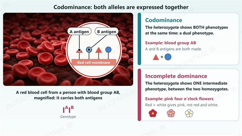 A photograph-style image of red blood cells with a magnified circle showing the cell membrane with two kinds of antigen sticking out, red triangles labelled A antigen and blue circles labelled B antigen, for a person of blood group AB with genotype I A I B. Right, two cards: codominance, where the heterozygote shows both phenotypes at once, for example blood group AB; and incomplete dominance, where the heterozygote shows one intermediate phenotype, for example pink four o’clock flowers between red and white.